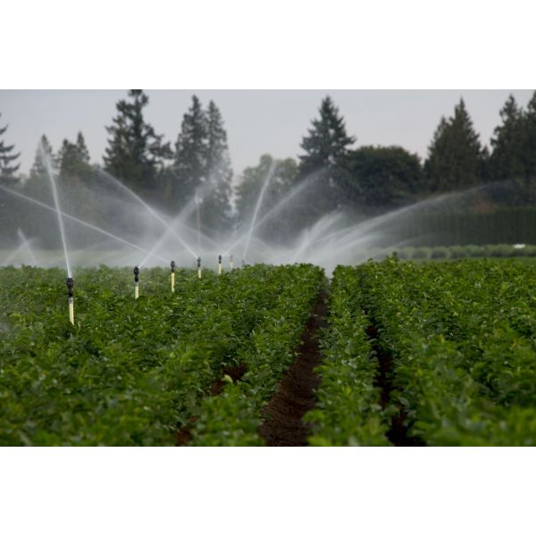 Nelson R2000LP Low Pressure #12 Purple | 9929-1212 | IrrigationKing